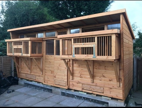 Pigeon loft - pigeon,