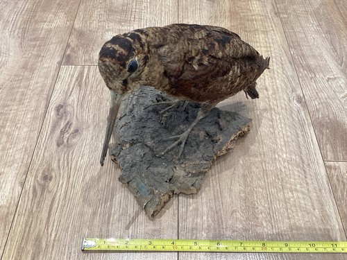 Interesting bird antique - interesting,