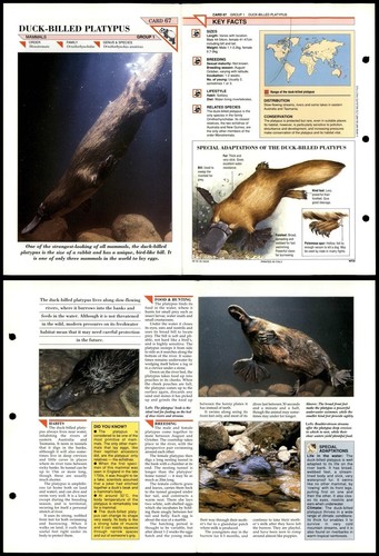Duck billed platypus 67 - duck-billed, #67