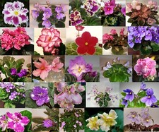 African Violet *Trailers* YOU