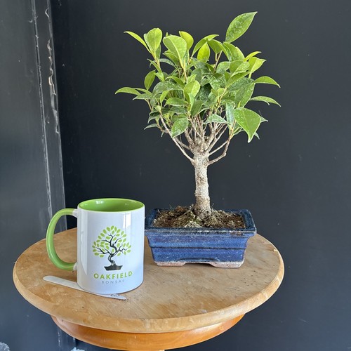 Ficus bonsai trees - bonsai,