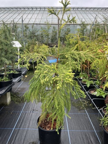 Cryptomeria japonica - , 🌲