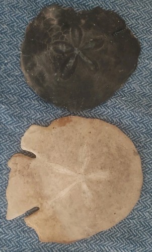 Sand dollar foss burrowing - foss,
