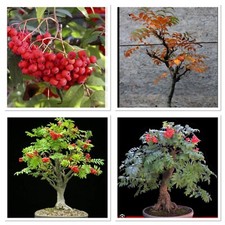 Rowan Tree ideal bonsai