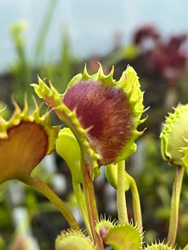 Venus flytrap dionaea - venus,
