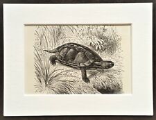 Pond Turtle Terrapin Animal Print - 1893 Mounted Antique Black & White Engraving
