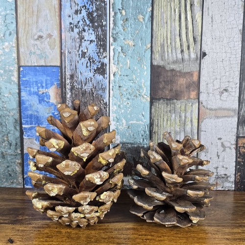 Natural pine cones from - 2,
