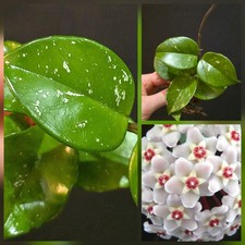 Hoya Silver Freckles. Wax