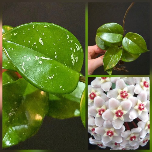 Hoya silver freckles - silver, wax