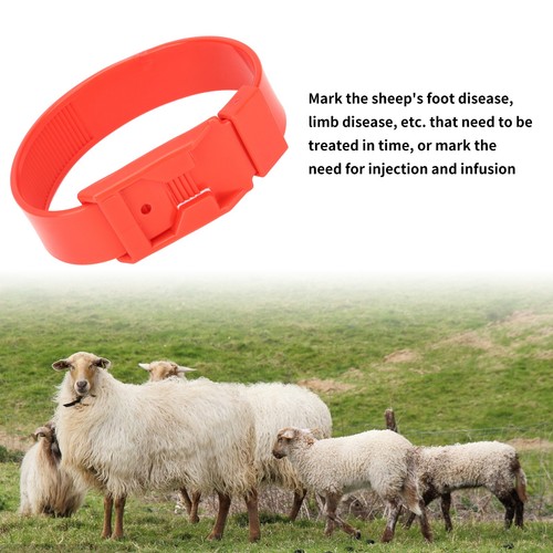 Sheep identification bands - sheep,