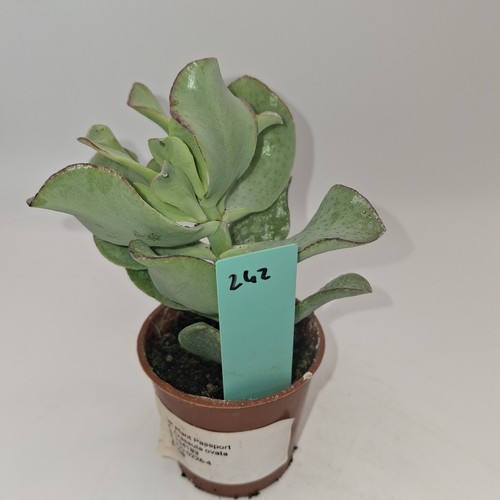 Crassula ovata jade plant - crassula,