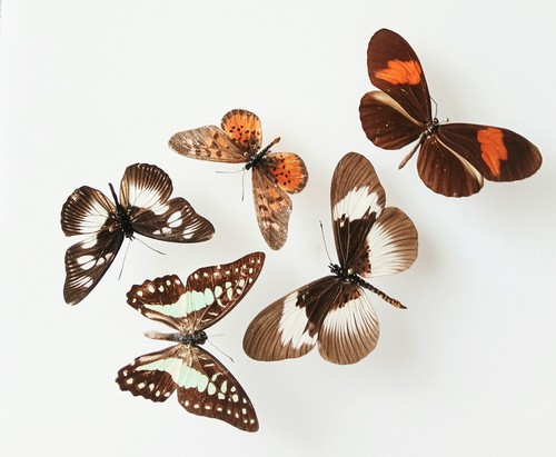 Butterfly collection set x5 - ,