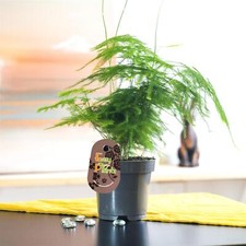 1 ASPARAGUS FERN EVERGREEN