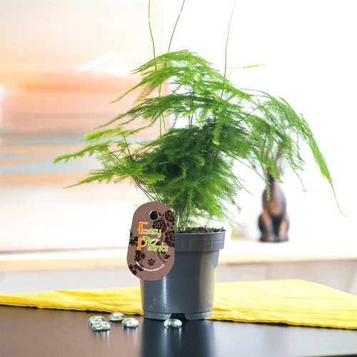Asparagus fern evergreen - 1,
