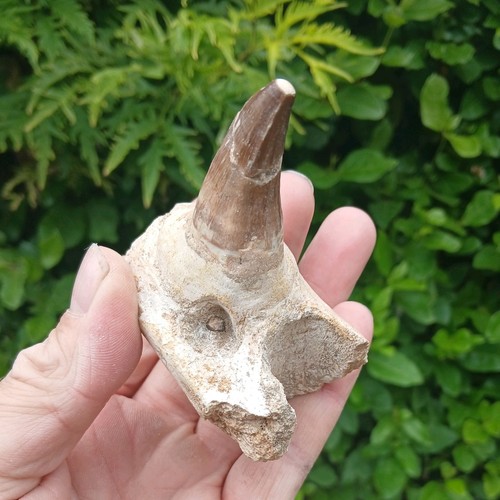 Fossil mosasaur tooth teeth - fossil,