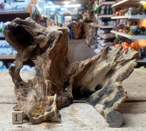 Derwen oak bogwood - bogwood, 19-49cm