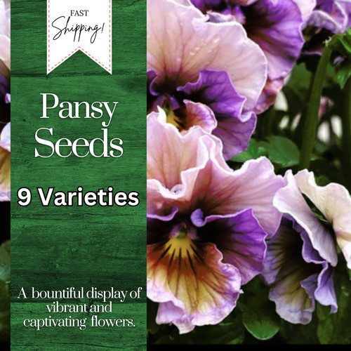 150 pansy seeds - (viola),