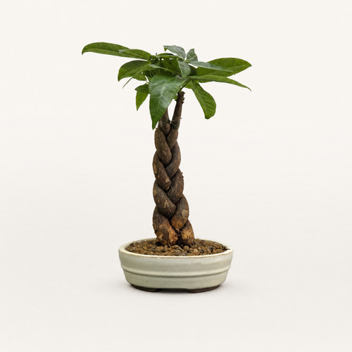 Pachira money tree braided - money,