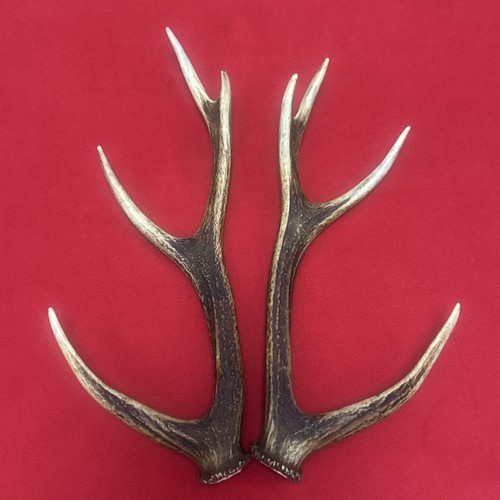 Pair sika deer - of,
