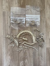 Bosc Monitor Lizard Skeleton