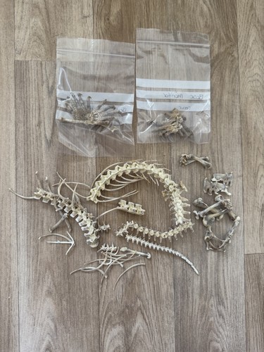 Bosc monitor lizard skeleton - lizard,