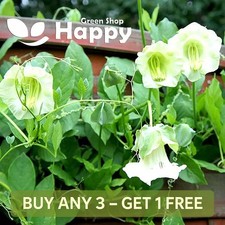 CUP AND SAUCER VINE WHITE - 15