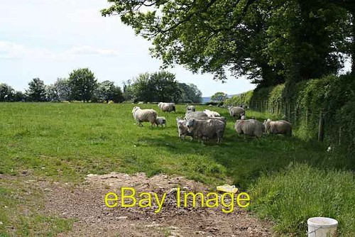Photo 6x4 sheep the shade - photo, in