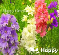 ROCKET LARKSPUR MIX - 600 SEEDS - Delphinium ajacis - FLOWER - Hyacinth Flowered