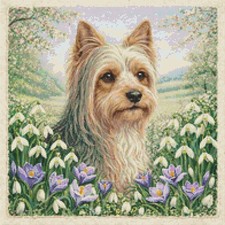 Australian Silky Terrier Puppy