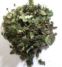 Mexican dream herb calea - mexican, (calea