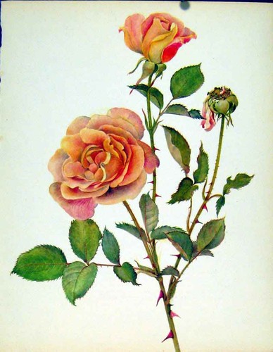 Original old antique print - old,