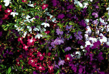 250 LOBELIA STRING OF PEARLS SEEDS - MIXED COLOUR FLOWERS - COMPACT PLANT