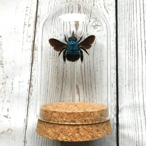 Blue carpenter bee xylocopa - blue,