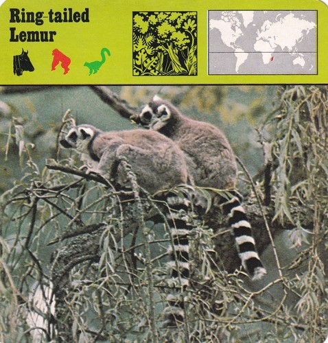 Ring tailed lemur - tailed, ~
