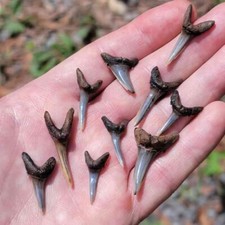 10 pcs 1" - 1 .25+" Fossil