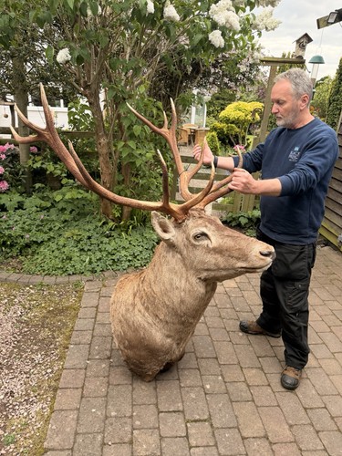 Huge 14pointer red stag - red,