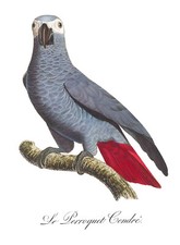 AG02 AFRICAN GREY PARROT VINTAGE A4 POSTER PRINT