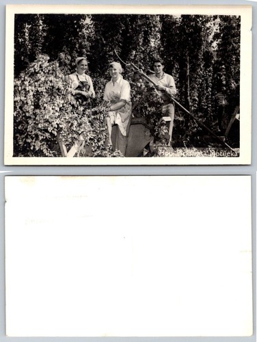 Vintage rppc hop picking - rppc,