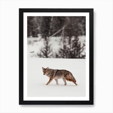 Furry Coyote Art Print Framed
