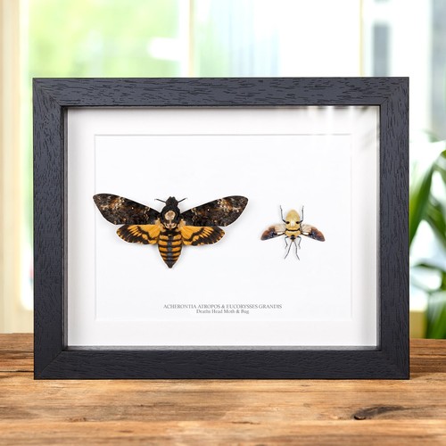 Taxidermy death head - head, moth