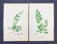 Sharp and round leaved