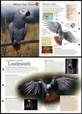African Grey Parrot #170 Birds - Discovering Wildlife Fact File Fold-Out Card