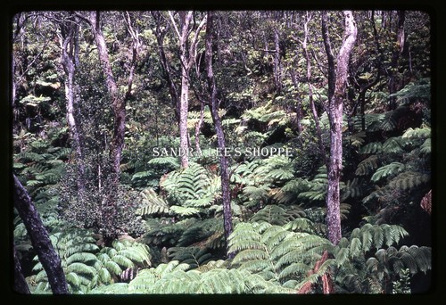 1964 slide ohialehua tree - 1964,
