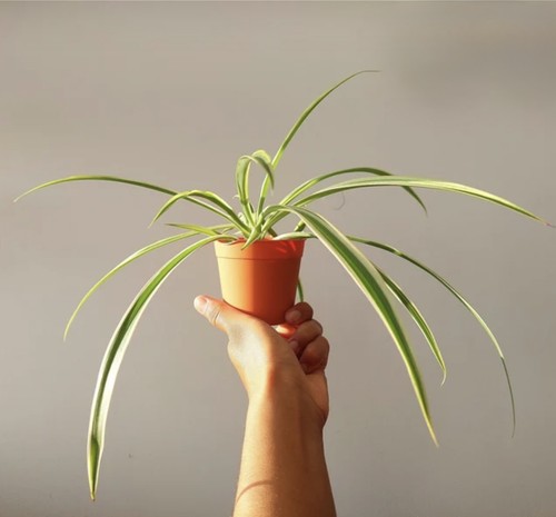 Spider plants small 17cm - plants,