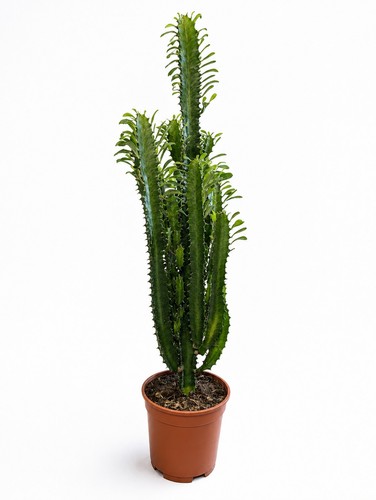 Euphorbia cowboy cactus - cowboy, |