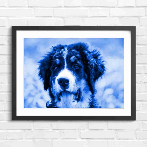 Happy bernese mountain dog pup - mountain,