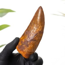 4.07 Inch "African T. rex Type" Dinosaur Tooth Fossil (Carcharodontosaurus sahar