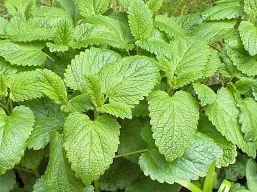 Lemon balm melissa x6 large - balm,