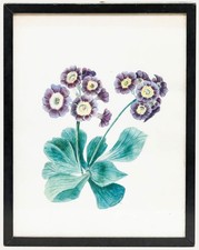 Framed 19th Century Watercolour - Primula Auricula