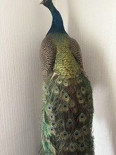 Taxidermy Blue Indian Peacock. Stunning Piece Of Taxidermy!!